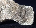 Alveolites sp. LAMARCK 1801 + Pygidium einer Calymene - Bild © FossNet FossilienStore